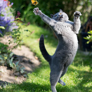 funny-jumping-cats-51__300.jpg