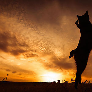 funny-jumping-cats-81__300.jpg