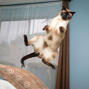 funny-jumping-cats-90__300.jpg