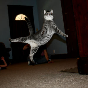 funny-jumping-cats-911__300.jpg