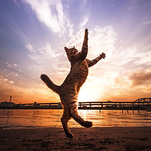 funny-jumping-cats-91__300.jpg