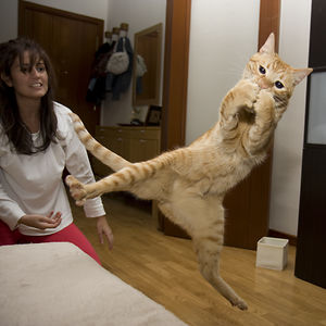funny-jumping-cats-92__300.jpg