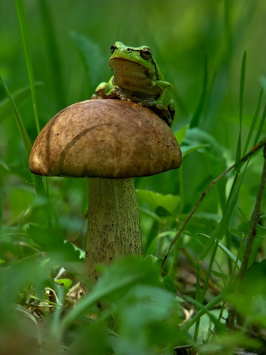 mushroom-photography-vyacheslav-mishchenko-24.jpg