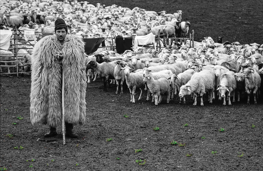 sheep-herds-around-the-world-12