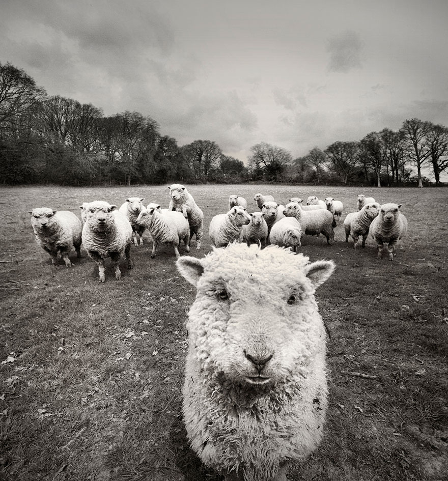 sheep-herds-around-the-world-55