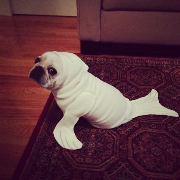 Seal French Bulldog