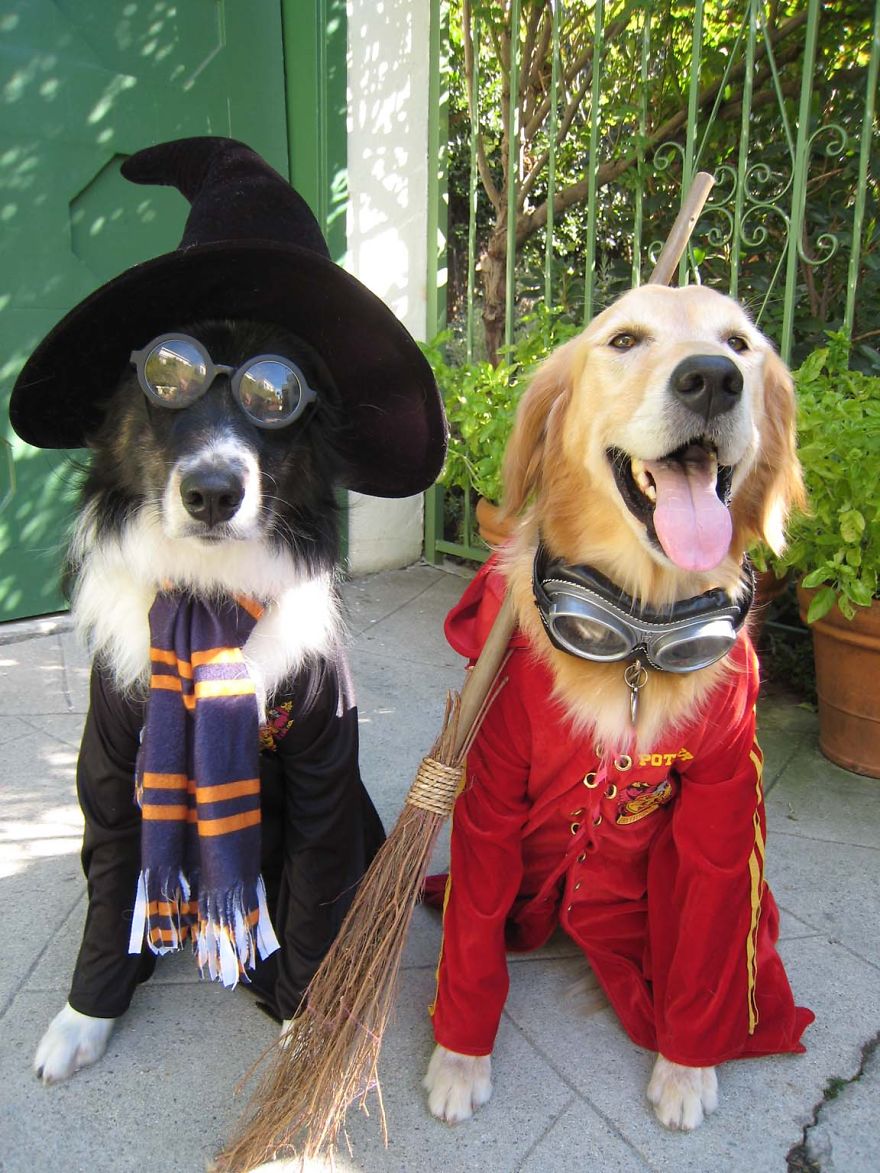 Harry Potter Dogs