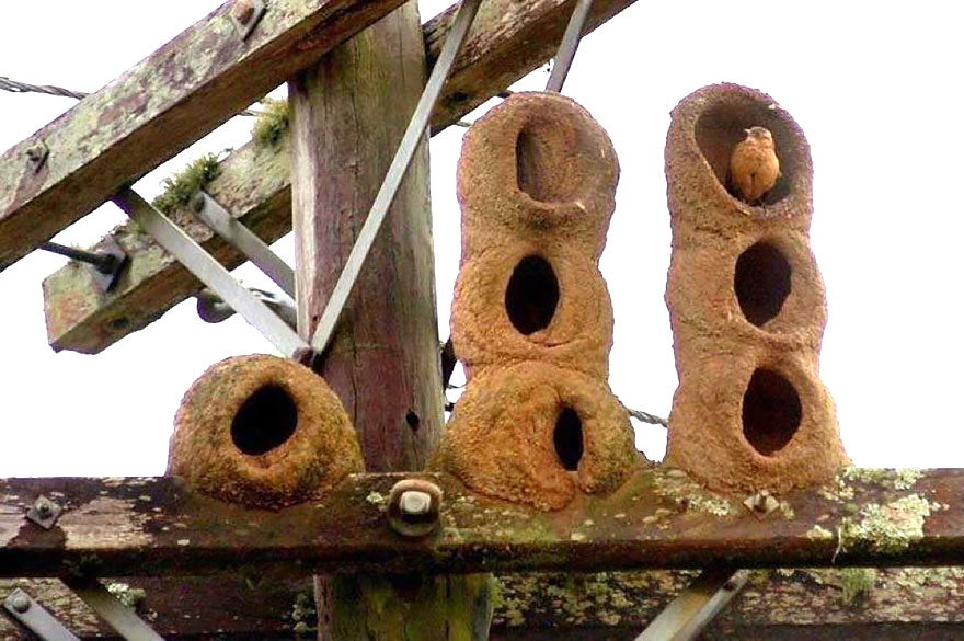 animal-architecture-nests-2-1