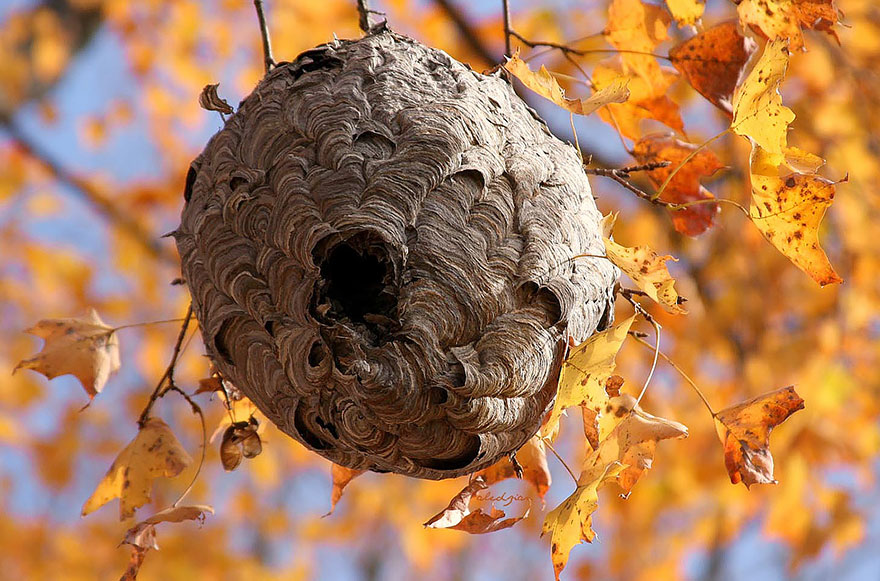 animal-architecture-nests-9-1
