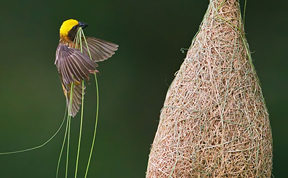 13 Animal Architects And The Beautiful Homes They Build