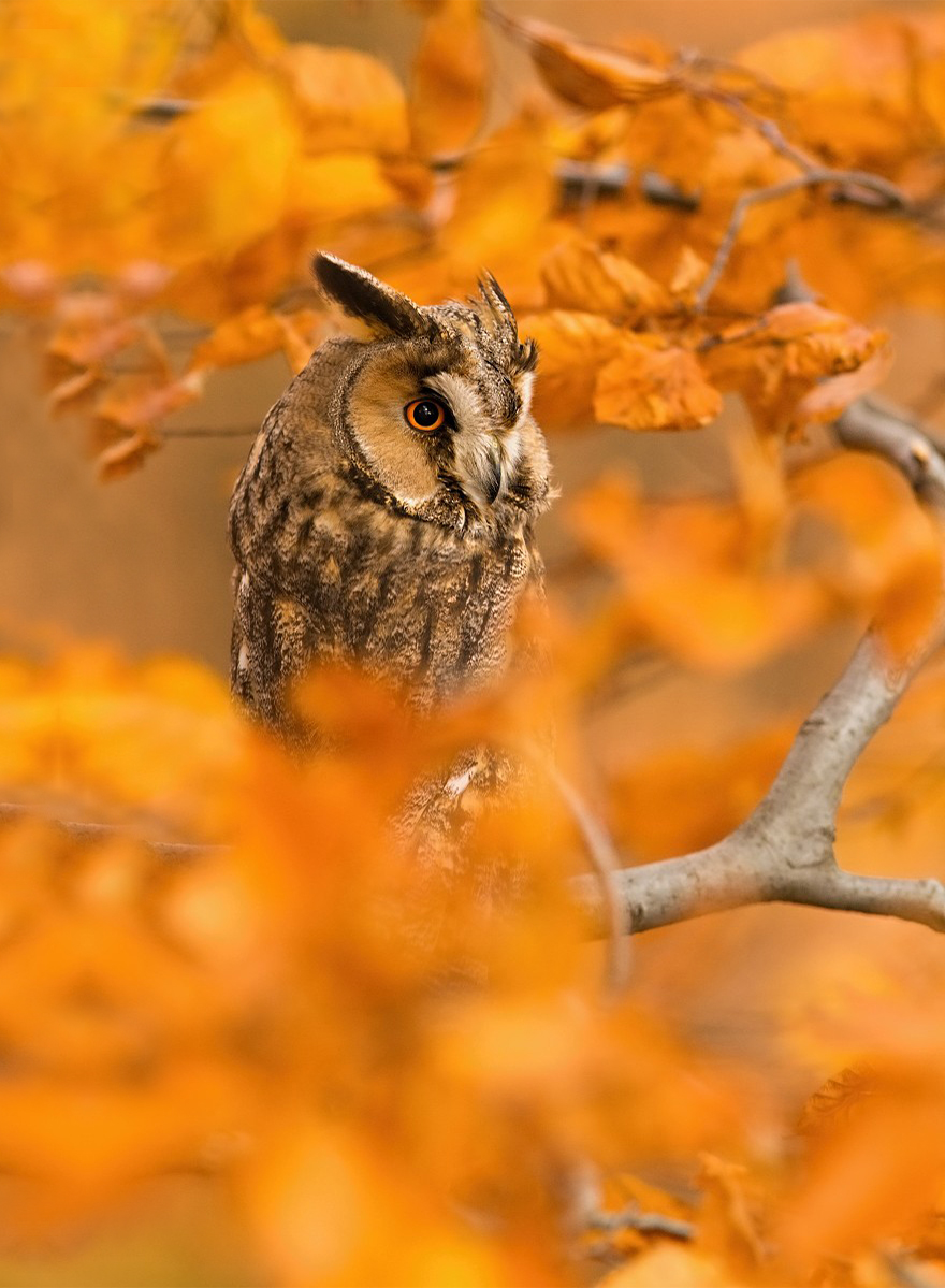Owl Hidden In Autumn Leaves