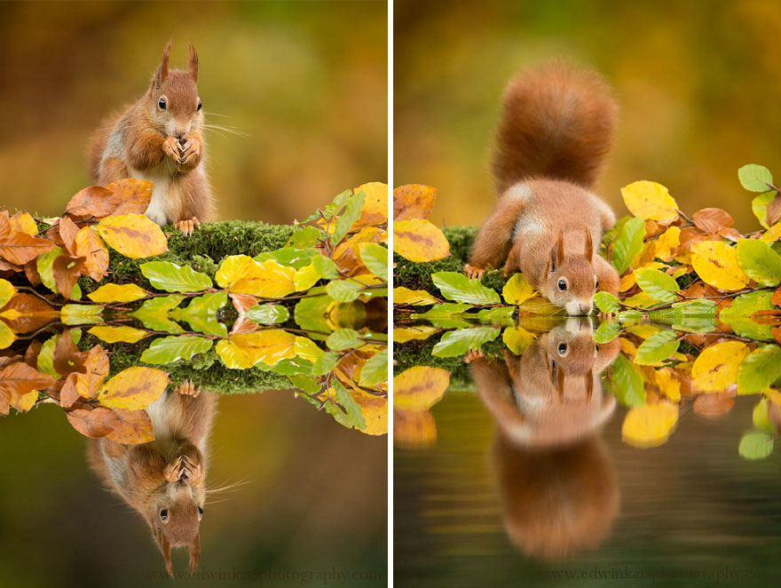 Thirsty Squirrel