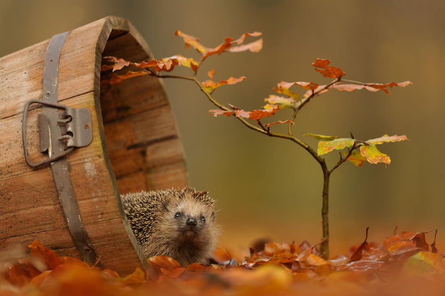 Curious Hedgehog