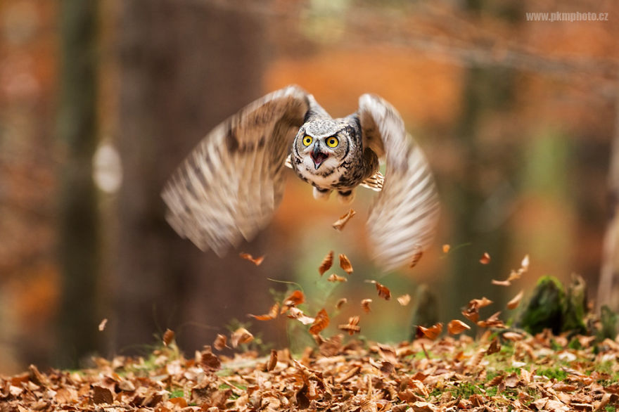 Great Horned Owl