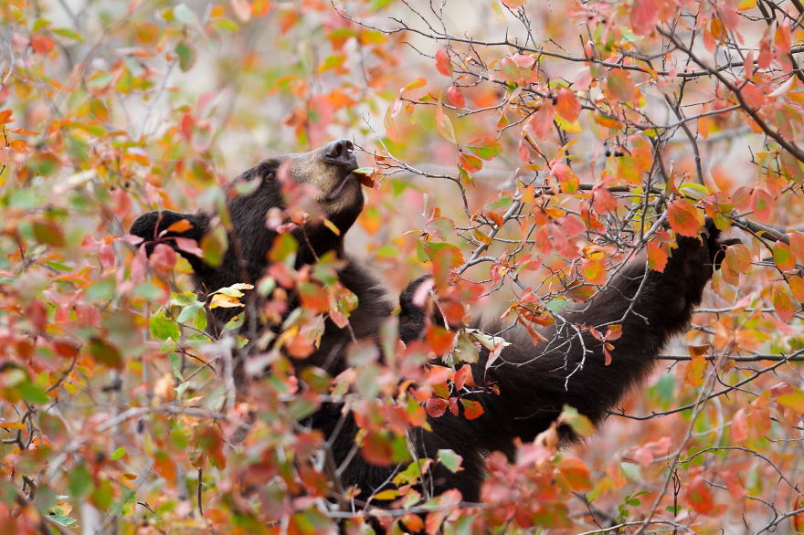Bear Dining In A Tree