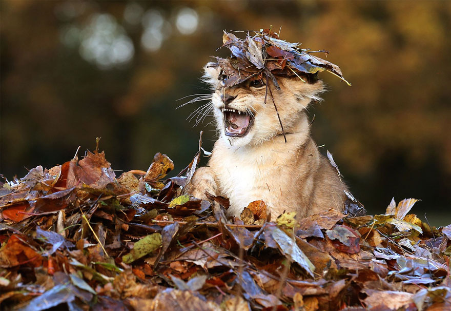 animals-in-autumn-4.jpg