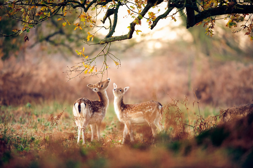 Deer And Its Fawn