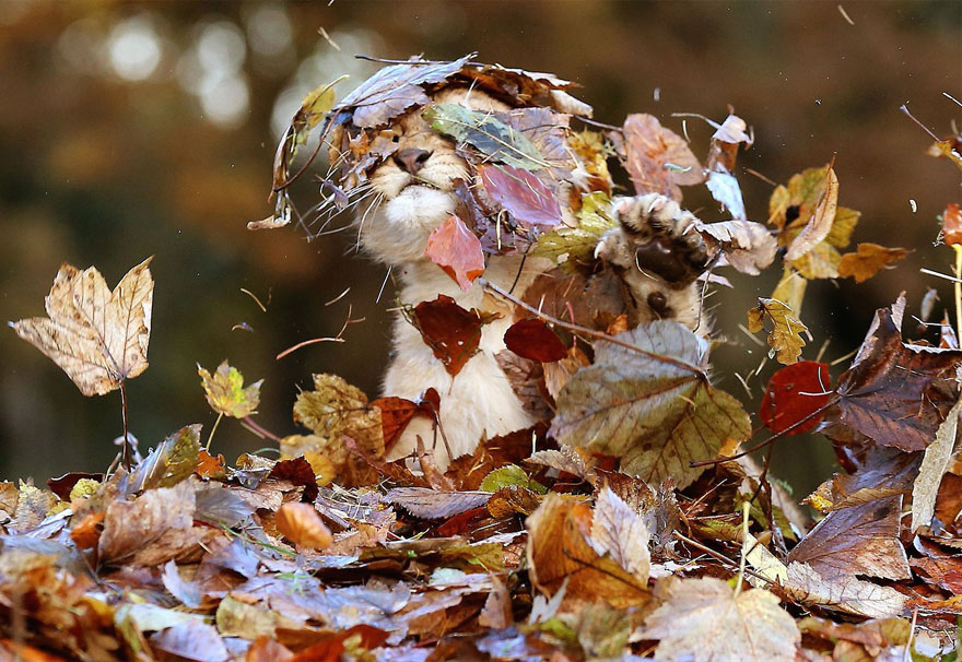 Lion Cub Loves Playing With Autumn Leaves