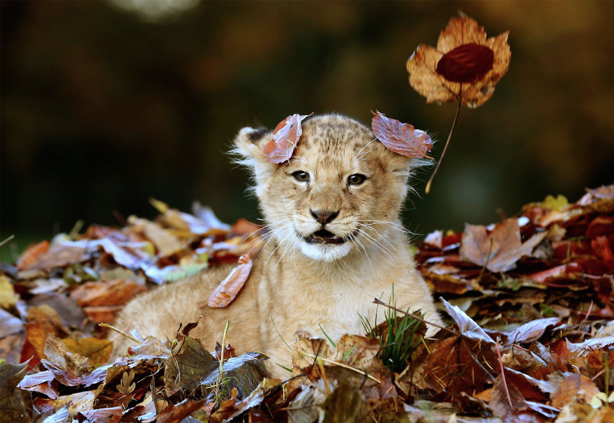 Lion Cub Loves Playing With Autumn Leaves