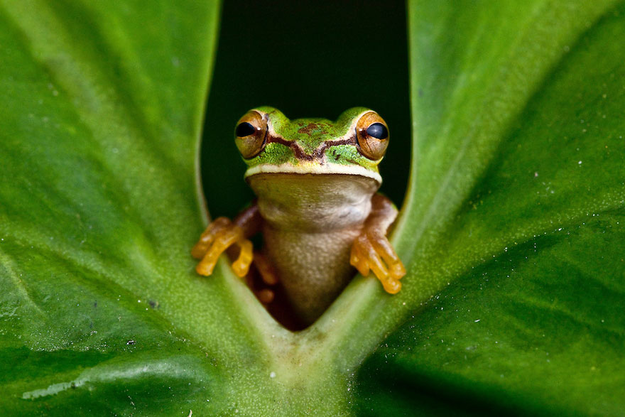 frog-photography-robin-moore-7