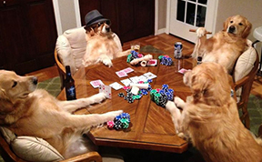 This Dog Has No Idea What She's Doing