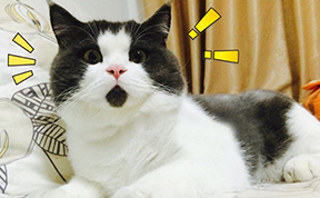 Meet The OMG Cat, The Feline Who Is Always Surprised