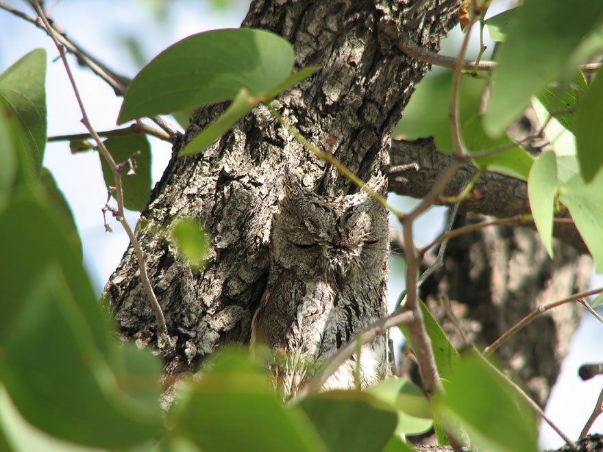 owl-camouflage-disguise-14