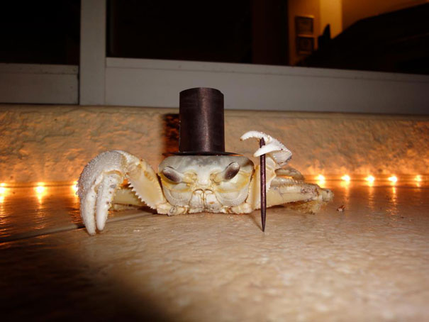 Classy Crab