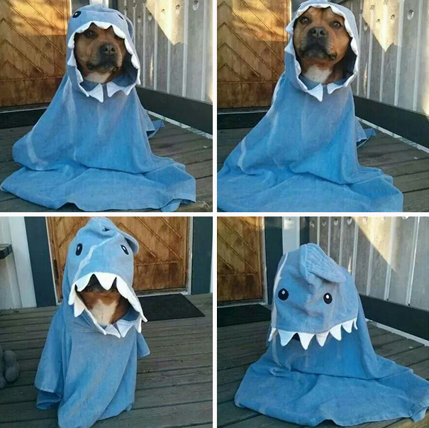 Lovely Shark  Dog