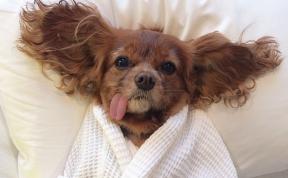 Meet Toast, The Cute NY Rescue Puppy With A Floppy Tongue