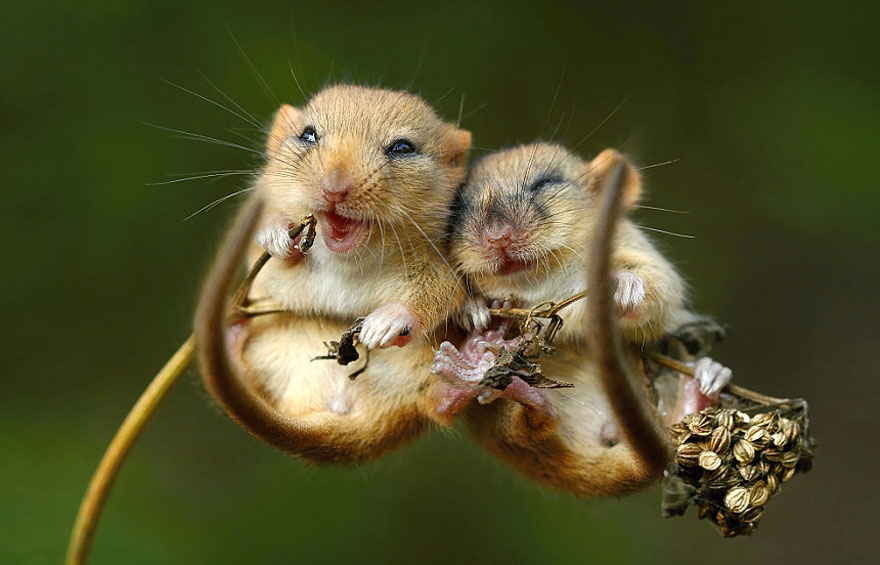 wild-mouse-photography-6