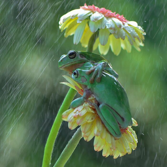  frogs near his wildlife photos photographer takes 