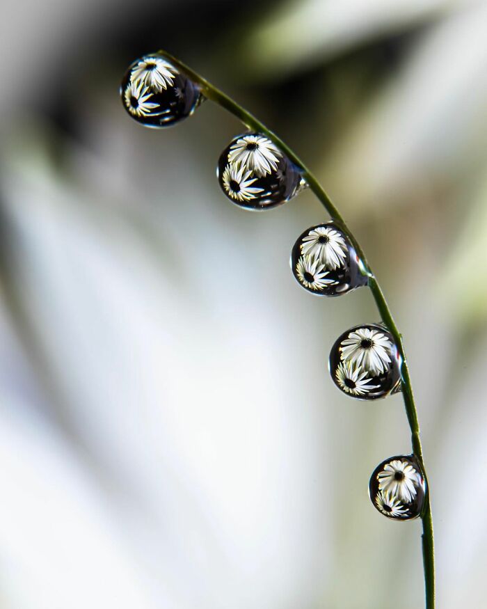 88 Amazing Photos With Water Drops By Amthel Al-Dayni