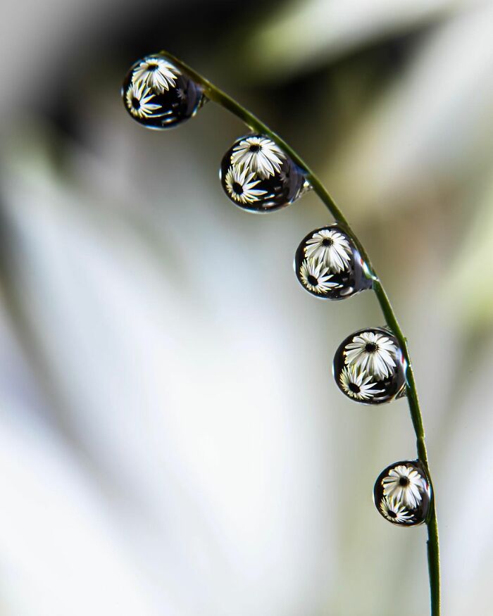  amazing photos water drops amthel al-dayni 