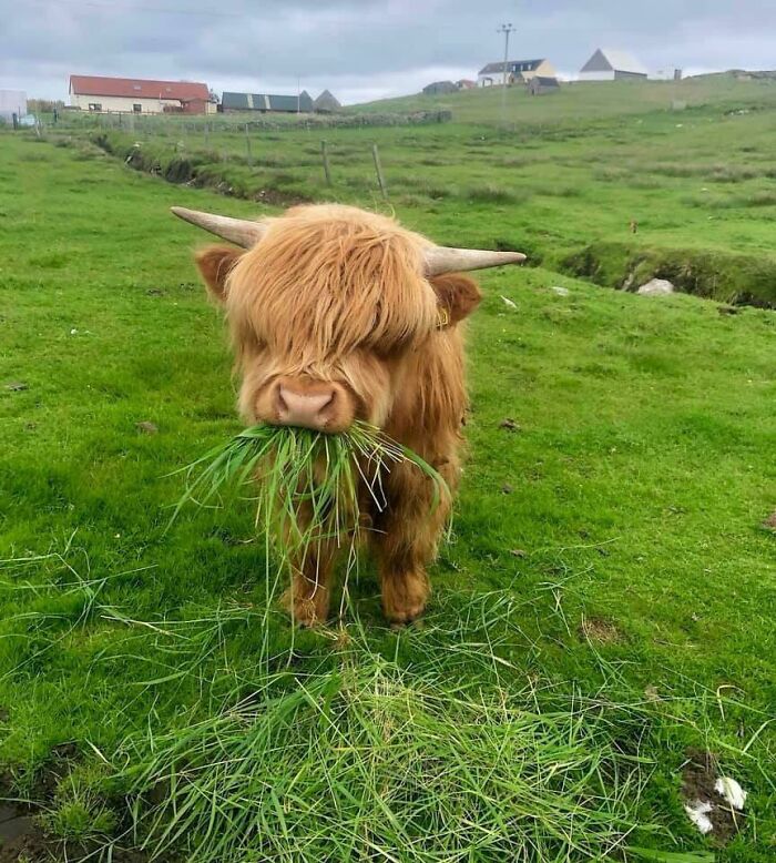 40 Adorable Cows That Might Uplift Your Moo-d