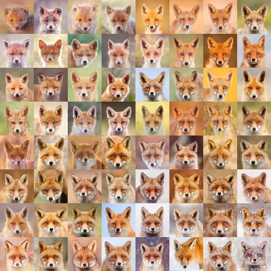  took pictures different foxes tell lot about 