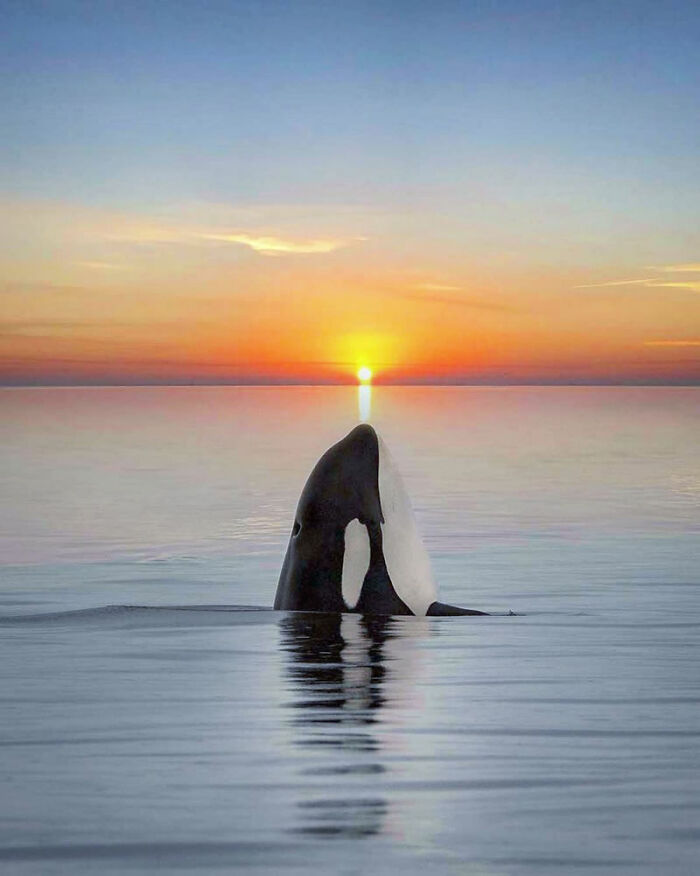 Professional Photographer Captures Magical Photos Of Orcas Basking In A Sunset (27 Pics)