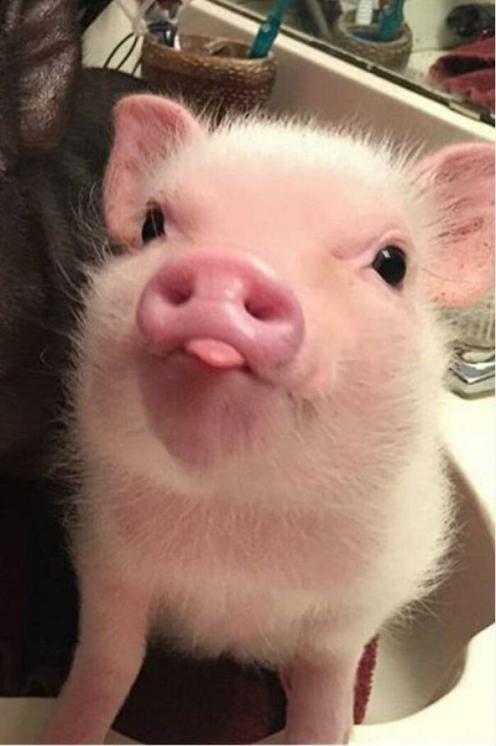Pigs Can Be Very Sociable And Loving Too And These 40 Photos Prove It