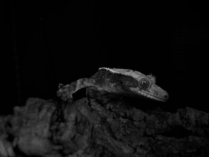 Here Are Some Of The Photos I Have Taken Of My Frog And Gecko