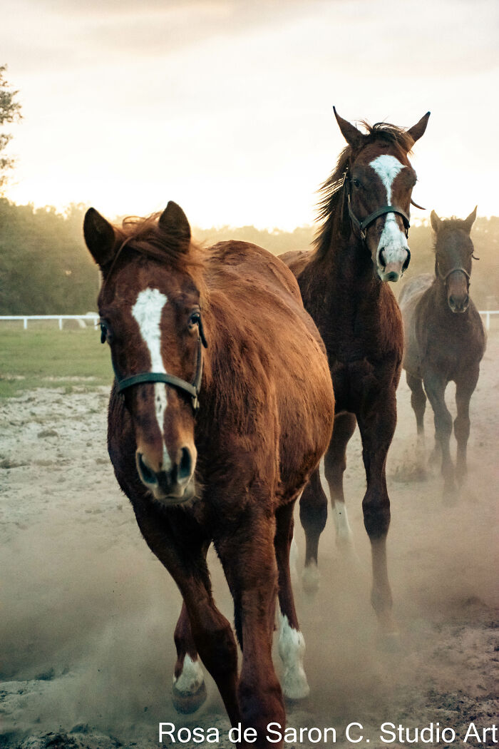 I Took These Pictures Of Horses On A Ranch In Florida (5 Pics)