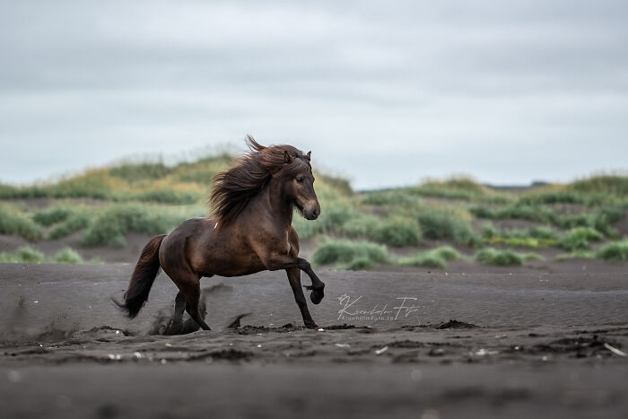  horse icelandic 