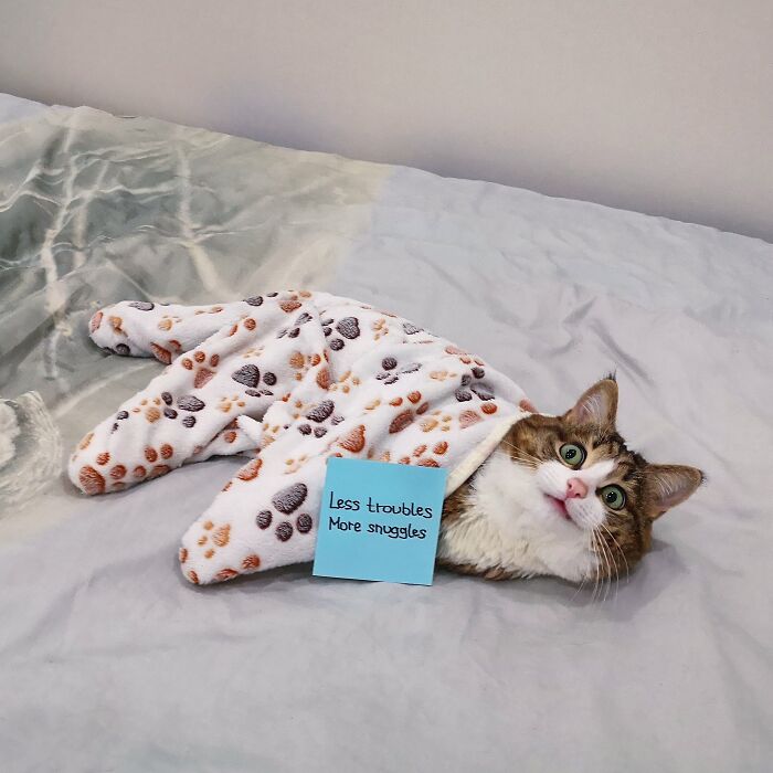 If Youre Feeling Down, These 8 Meowtivational Messages By Rexie Might Be Just The Thing You Need