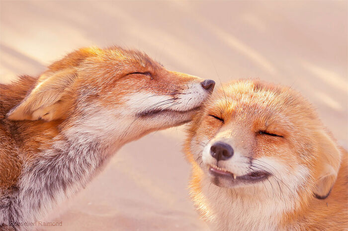 My 29 Photos Of Foxes Showing Love Might Just Be The Thing You Need For This Valentines Day
