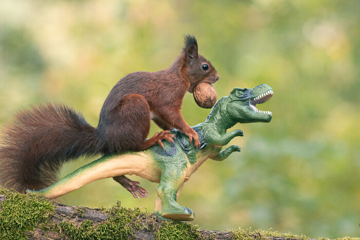 Ive Spent A Total Of 3,200 Hours Photographing Squirrels, Here Are 19 Pictures Of The Cute Animals Playing With Dinos