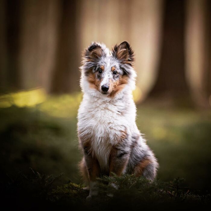 Throughout My Career As A Dog Photographer Ive Met A Lot Of Wonderful Four-Legged Models, Here Are My Favorite Pictures (30 Pics)
