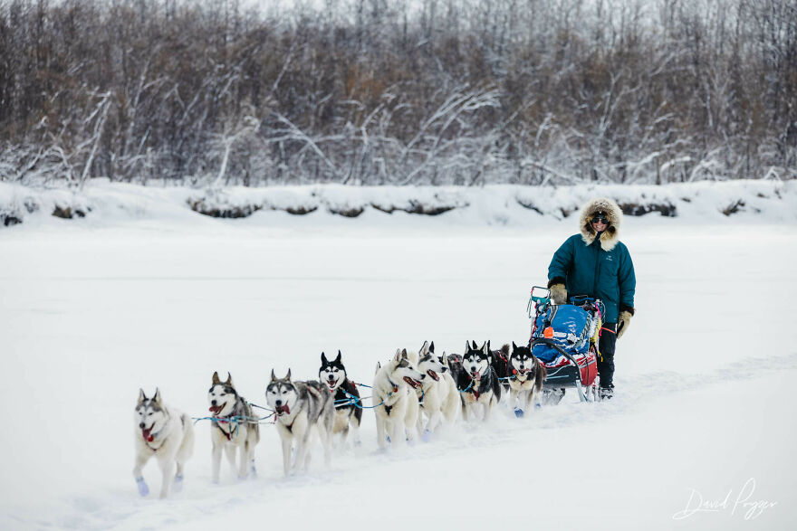 Cute Pictures Of This Years Iditarod (15 Pics)