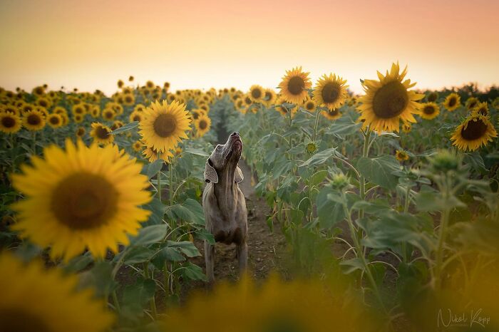 I Love Capturing The Joyful Souls Of Dogs Through My Photography (62 Pics)