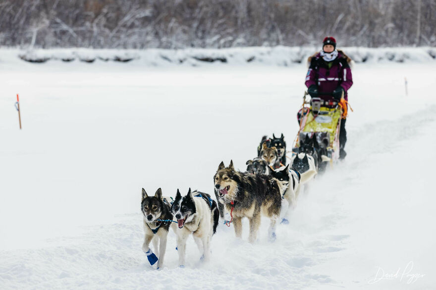 Here Are Some Photos Showing Happy Doggos And Mushers At This Years Iditarod (12 Pics)