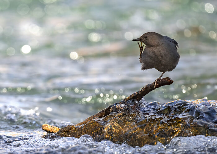 American Dippers: A Personable Little Bird You Must Know About (8 Pics)