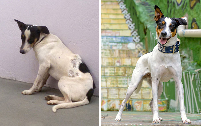 Artist Captured 17 Incredible Transformations Of Neglected Animals After They Were Adopted And This Might Warm Your Heart